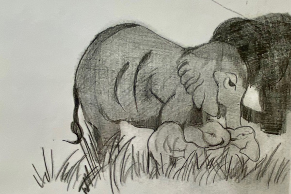 Elephant drawing