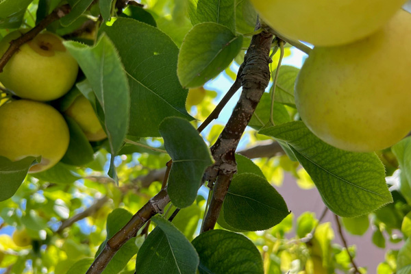 Fruit tree