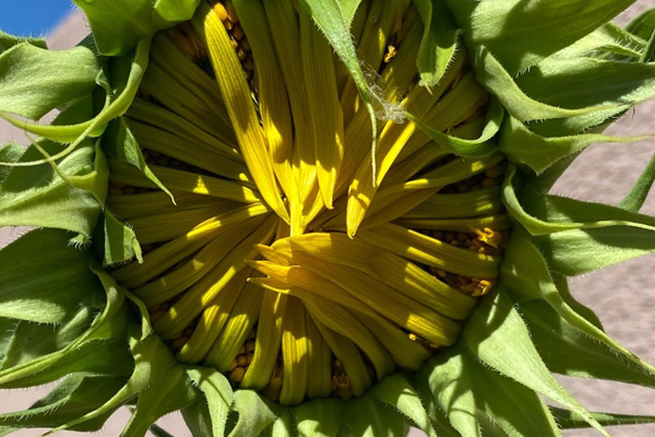 Sunflower